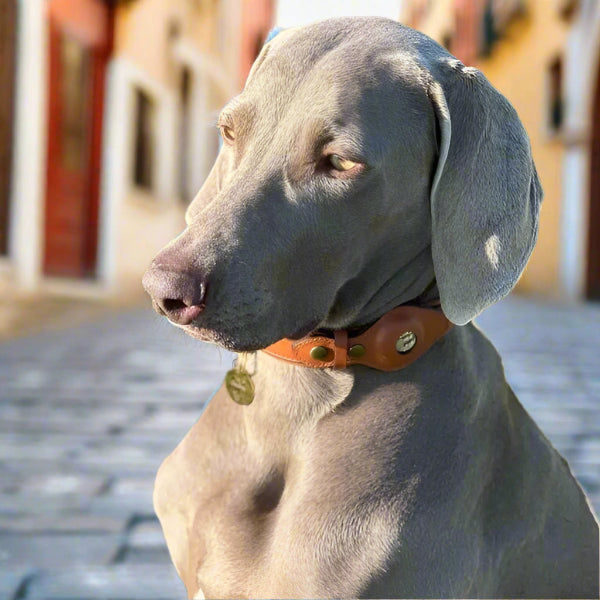 Apple Airtag GPS Collar - Salamander Prime